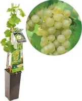Druivenstruik Vitis vinifera Bianca - Witte druif - thumbnail