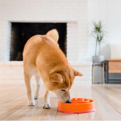 SLO-BOWL FEEDER MINI CORAL SPIRAAL ORANJE 22X22X5 CM