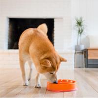 Imp Slo-bowl feeder mini coral spiraal oranje - thumbnail