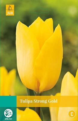 Tulp strong gold 7 bollen
