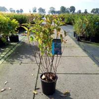 Weigela struik Red Prince - 60 - 80 cm - 5 stuks - thumbnail