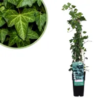 Hedera Helix - Klimop - P15 - thumbnail