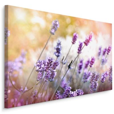 Schilderij - Lavendel in bloei , Wanddecoratie , Premium print