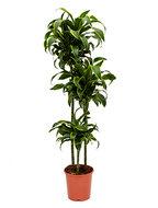 Dracaena dorado M kamerplant