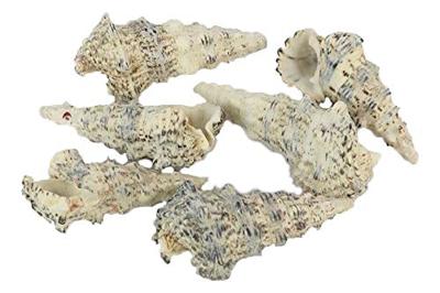 Schelpen Cerethium Nodolosum 500gr