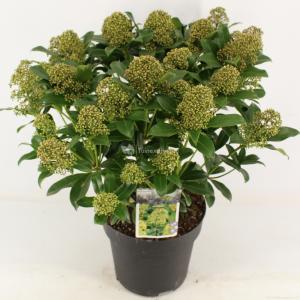 Skimmia (Skimmia Japonica “Fragrant Cloud”) heester - 40-50 cm (C7) - 7 stuks