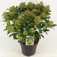 Skimmia (Skimmia Japonica “Fragrant Cloud”) heester - 40-50 cm (C7) - 7 stuks - thumbnail