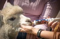 Vitamine gel (AD3E) - thumbnail