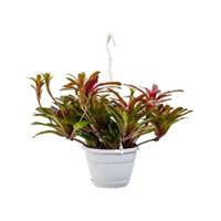 Neoregelia fireball hangplant - thumbnail