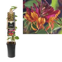Rood gele kamperfoelie (Lonicera heckrottii "Goldflame") klimplant - thumbnail