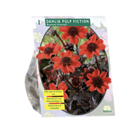 Bloembollen Dahlia Pulp Fiction 1 stuk Baltus - Baltus - thumbnail