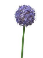 Allium Quin paars 14cm kop - thumbnail