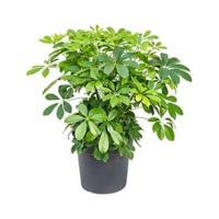 Schefflera arboricola S kamerplant - thumbnail