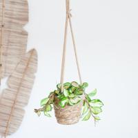 Hoya Carnosa Tricolor - Wasbloem - P14 - thumbnail