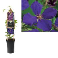 Klimplant Clematis Jackmanii - Paarse Bosrank - thumbnail
