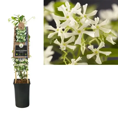 Toscaanse Jasmijn (Trachelospermum jasminoides) klimplant