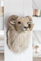 Geitenkop hangend Polystone beige 35 cm - thumbnail