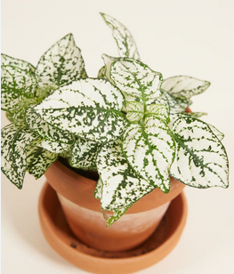 Hypoestes wit kamerplant Warentuin Natuurlijk - Warentuin natuurlijk