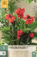 Canna red beauty - thumbnail