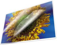 Kangaro K-16008 Lamineerhoes 100 Micron 100 Vel 216x303mm - thumbnail