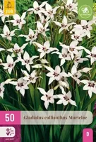 JUB x50 Gladiolus Callianthus - thumbnail