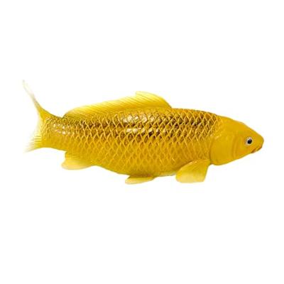 Mojo sealife koi karper - kin matsuba koi - 381105