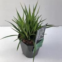 Grote veldbies (Luzula sylvatica) siergras - thumbnail