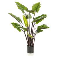 Colocasia - thumbnail