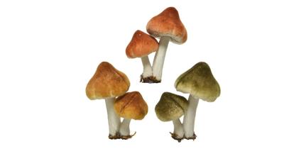 Kersthanger paddenstoel op clip 9 cm mosterd