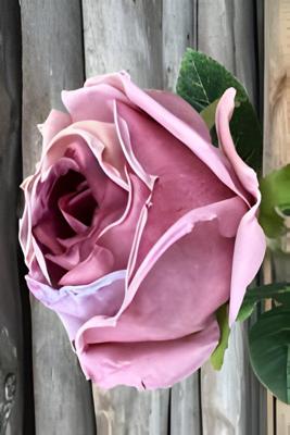 Enkele roos paars Buitengewoon de Boet - Buitengewoon de boet Enkele roos paars Buitengewoon de Boet - Buitengewoon de boet