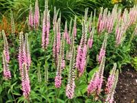 Ereprijs - thumbnail