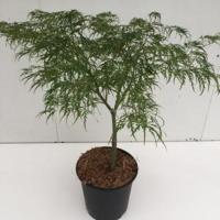 Japanse esdoorn (Acer palmatum "Dissectum") heester - 50-60 cm - 1 stuks - thumbnail