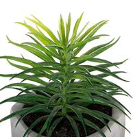 Decoratieve plant Atmosphera 7 x 14 cm Groen PVC - thumbnail