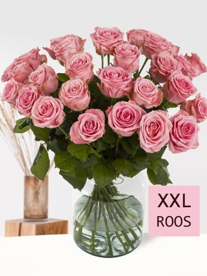 30 roze rozen XXL - Sophia Loren 30 roze rozen XXL - Sophia Loren