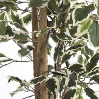 Mica Decorations Ficus Kunstplant - H180 x Ø90 cm - Groen Bont - thumbnail