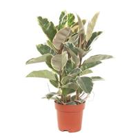 Ficus Elastica Tineke (Bonte Rubberboom) - P 24 - thumbnail