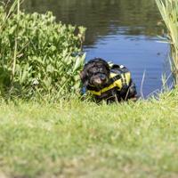 Reddingsvest Trixie - thumbnail