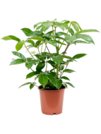 Schefflera amate S kamerplant - thumbnail