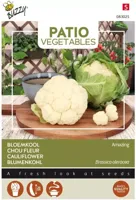 Patio Veggies Bloemkoool Amazing zaden Buzzy - Buzzy - thumbnail