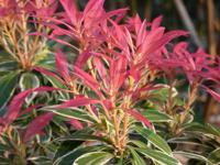 Rotsheide - thumbnail