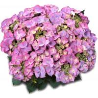 Hydrangea Macrophylla Classic® "Tiffany Blue"® schermhortensia - thumbnail