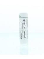 Homeoden Heel Baptisia tinctoria D6 6 Gram - thumbnail