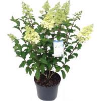 Hydrangea Paniculata "Silver Dollar" pluimhortensia - 45-55 cm - 1 stuks - thumbnail