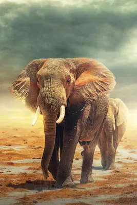 Alexsar Art schilderij Deco panel olifanten 150x100cm