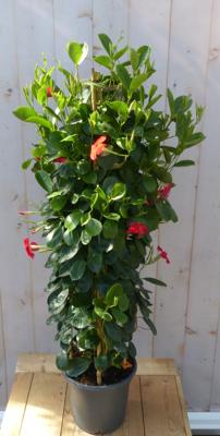 Dipladenia Mandevilla Sundaville Rood 140 cm Warentuin Natuurlijk - Warentuin natuurlijk