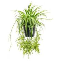Chlorophytum ocean hangplant - thumbnail