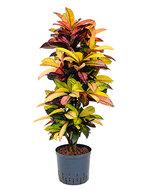 Croton iceton M hydrocultuur plant - thumbnail