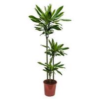 Dracaena gold dream kamerplant - thumbnail