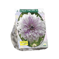 Zomer Bloembollen Dahlia Decoratief Mom's Special per 1 Baltus - Baltus - thumbnail