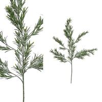PTMD Twig Plant Podocarpus Kunsttak - 53 x 21 x 97 cm - Groen - thumbnail